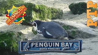 Penguin Bay