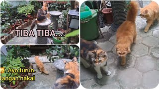 Kelakuan lucu kucing || Jagain adek2nya bermain, tiba2...