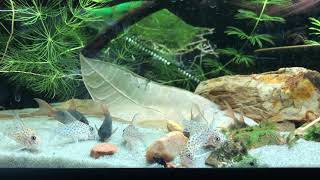 Corydoras loretoensis and concolor eating again