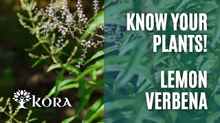 Know your plants! - Lemon Verbena