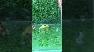 Pu frogs fail to catch food 🐸😅 full https://shorturl.at/W1sna #frog #shorts #fyp #animals #cute #pet