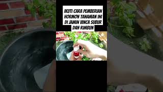 Ikuti cara pemberian hormon tanaman ini di jamin vinca subur dan rimbun #pupukorganikterbaik #pupuk