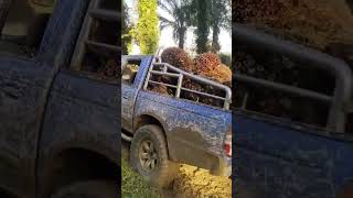 kekuatan Ford ranger #shortvideo #videoshort