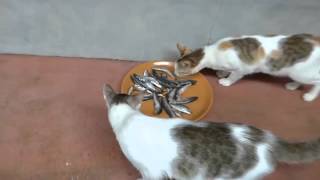 3 Mistakes People Make in Feeding Cats