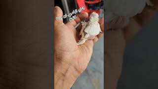 انتاج البادجي ابو وردة لاتينو  سبحان الله من اجمل الانتاج عندي حاليا #bird #bird #pet