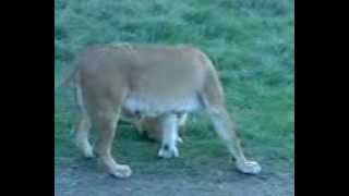 Baby lion in Masai Mara National Park 2