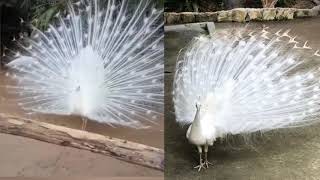 Burung Merak Putih - White Peacock