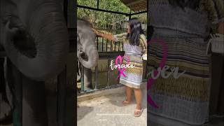 Yes yes ❤️‍🔥Elephant pampering #cutebaby #food #elephant #sanctuary #thailand #phuket #couple #love