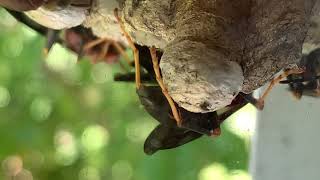 annularis or dorsalis paper wasp