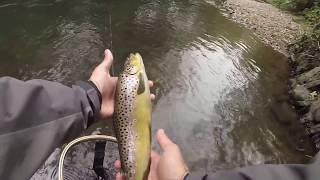 Flyfishing in Urban area for Wild Brown Trout