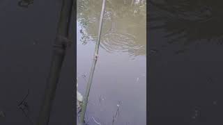 fishing videos assamese @bnc-dog #fishing  #trending