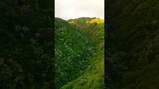 Beautiful forest view #nature #meditateflutemusic#meditation #flutemeditation #relax #music#trending