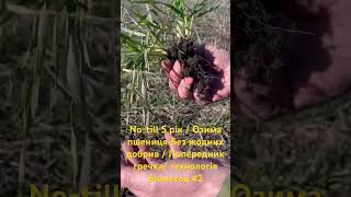 No-till 5 рік / Озима пшениця Без жодних добрив / Попередник гречка/ технологія Біометод #2