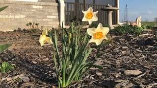 The 2024 garden is continuing to wake up/daffodils/grape hyacinths