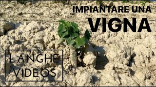 #2: Il VIGNETO, IMPIANTARE una vigna - Langhe Videos