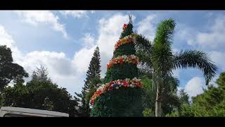 Giant Christmas Tree set up