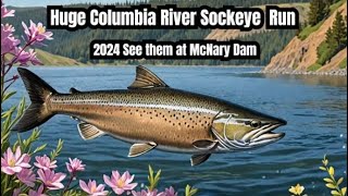 Columbia River Sockeye Salmon Run in 2024 is STAGGERING!