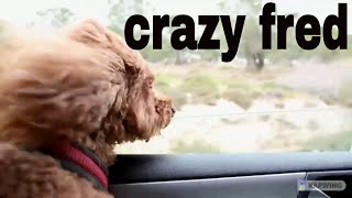 Crazy Fred (Cute Dog Clip)#shorts