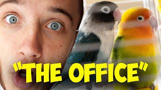 Building Parrot Mansion! Ep 2 | "THE OFFICE"