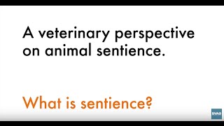 A veterinary perspective on animal sentience: what is sentience?