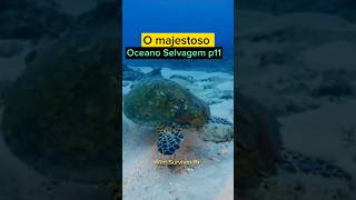 O Majestoso Oceano Selvagem p11 #vidaselvagem