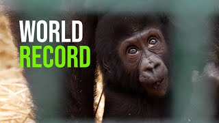 Howletts Wild Animal Park Announce World Record Which Will Almost Certainly Never Be Broken