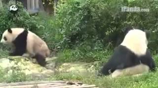 cute panda sneezing