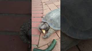 Kusu Island - 16 August 24 - BoyBoy Tortoise eats banana 🍌.