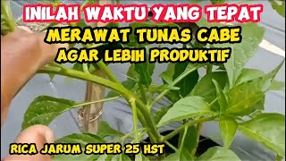 Part 4 : Cara Perawatan Cabe Rawit Dan Memperbanyak Tunas Produktif Umur 25 Hst