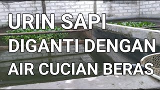 CARA BUDIDAYA IKAN GURAME DI KOLAM BETON || URIN SAPI DAPAT DIGANTI DENGAN AIR CUCIAN BERAS ?