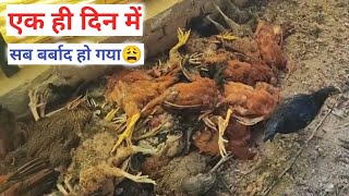 सोनाली मुर्गी पालन में बम्पर घाटा // महीनों के मेहनत पर फिरा पानी // Desi Murgi Palan #sonalimurgi