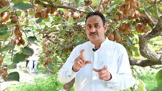 Right time to harvest kiwi | Dr YS Parmar University of Horticulture & Forestry, Nauni