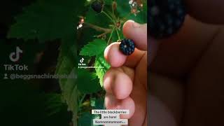 Edible/medicinal plants: "Black cap" blackberries