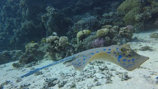 Diving in Egypt - Abu Ramada - Tauchen in Ägypten - Hurghada Red Sea / Rotes Meer хургада 2018