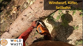 Windwurfholz im Steilhang mit Seilbahn aufarbeiten