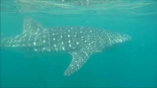 TUBURON BALLENA ensenada