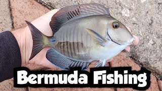 Catching Cool Species at Flatt's Inlet | Bermuda Fishing 🇧🇲