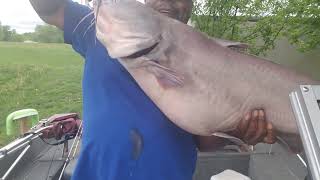 Got the big Bluecat home  and put him on the scales 40 pounds 41 inches.