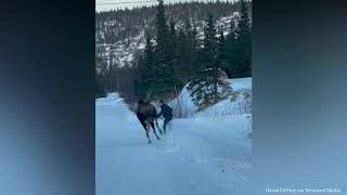 Intense Moment Man Stands Up To Charging Moose.