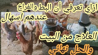 ازاي تعرفي ان البط والفراخ عندهم اسهال والعلاج من البيت والحل نهائي