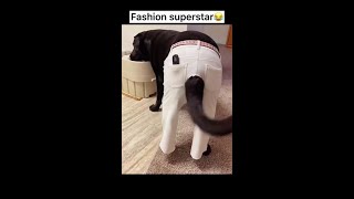 Tiktok, 2022, Cat, Funny - Funny Animals, Funny Video