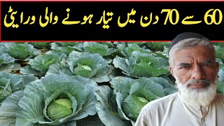 How to Grow Band Gobi in Pakistan / Band gobi kasht / Murad Ali Rehmani