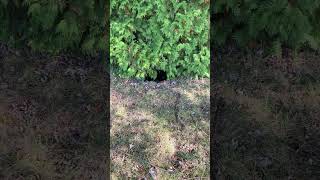 Black cat hiding