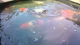 Underwater Koi - Feeding Time