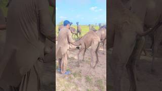 Camel's Epic reaction to Insert Situation #emotional #camel #movement #pet #comedy #nature #shorts