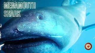 DEEP SEA CREATURES : Megamouth Shark, Giant Squid & Colossal Squid #deepseacreatures