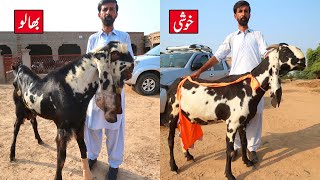 Bhalo Amritsari Breeder & High Milking Goats Of Adeel Bhai Sargodha 2023