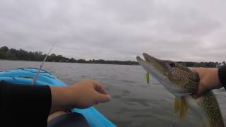 BRAACOODLE! Kayak Fishing in the Morning