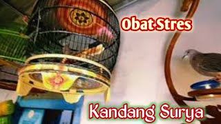 Bersantai Menikmati Senja Dikandang  Surya || BERDAMAI DENGAN ALAM