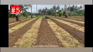 Penaburan pupuk kimia untuk cabe